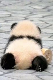 熊猫幼崽，为爱低头